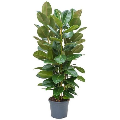 Gummibaum ficus elastica - ficus,