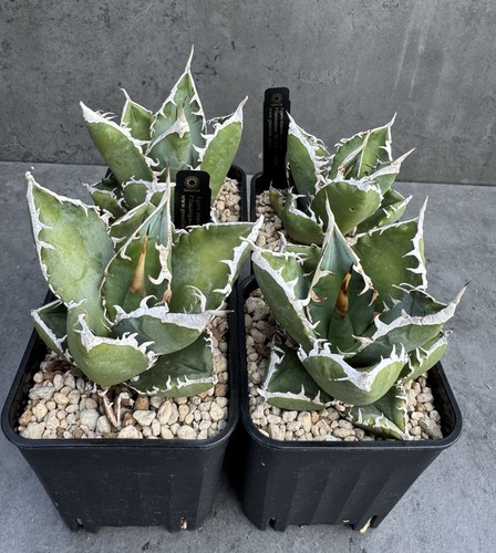 Agave titanota sad - ‘sad’, –