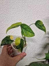 Monstera Siltepecana Aurea - High Grade Variegata - Jungpflanze #2