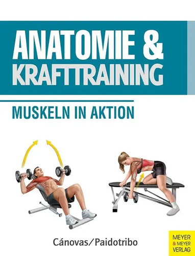 Anatomie krafttraining - &, |
