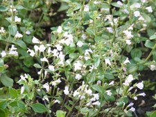 Staude Kleinblütige Bergminze, Steinquendel „Triumphator“ 9x9 cm Topf