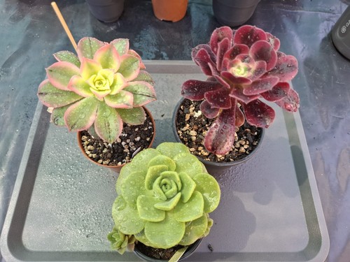Aeonium set - aeonium, set!!!!!