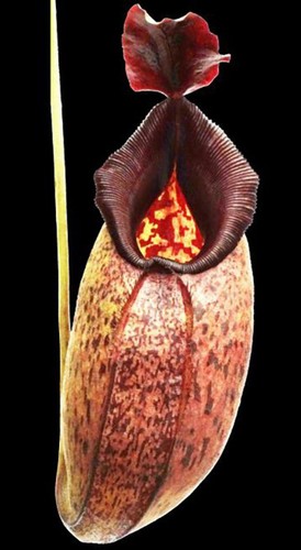 Nepenthes aristolochioides - , x