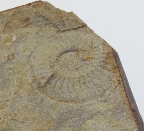 Goniatit entogonites - goniatit,,