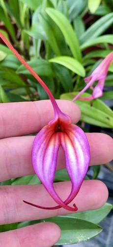 Masdevallia violett dream new - masdevallia,