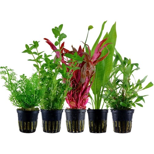 Pflanzen set mit - mit, 5