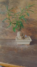 Pachypodium succulentum Caudex