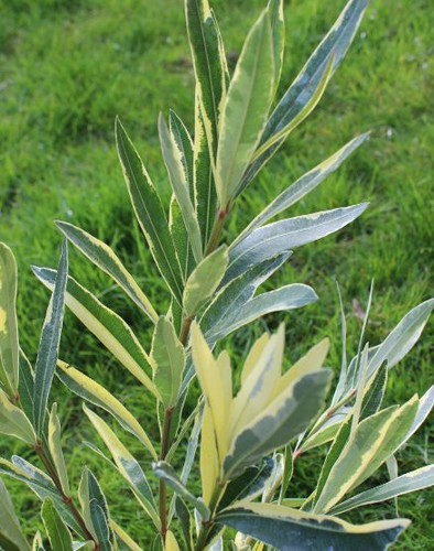 Oleander stecklinge - 3,