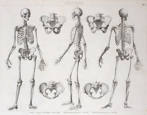 Brockhaus bilder atlas - bilder-atlas,