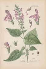 Wald-Ziest (Stachys sylvatica) CHROMO-LITHOGRAFIE von 1886