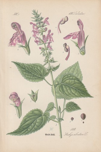 Wald ziest - wald-ziest, (stachys