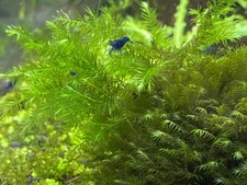 Fissidens Fontanus Phoenix Moss Aquarium Moos Pflanze Aquarienpflanze Portion