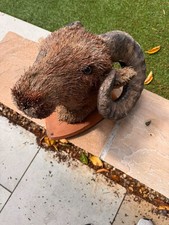 Rustikale Widderkopf Wandhalterung - Faux Taxidermie mit Borstenfell & Harzhörnern - 42c