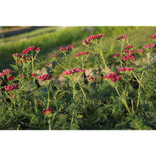 Achillea millefolium