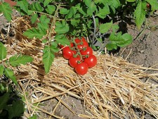 Stroh Erdbeeren Champignons