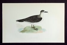 KAPPENSTURMVOGEL, DIABLOTIN