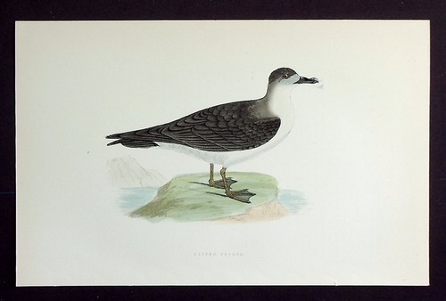 Kappensturmvogel diablotin - kappensturmvogel,,