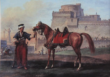 ARABER PFERD Bild Orient