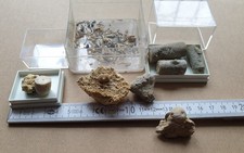 Spannende Fossiliensammlung -