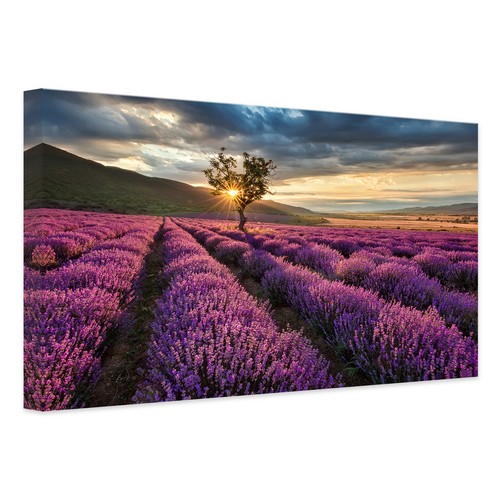 Leinwandbild lavendelblüte - leinwandbild,
