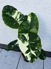 Sehr Schöne Große Kräftige