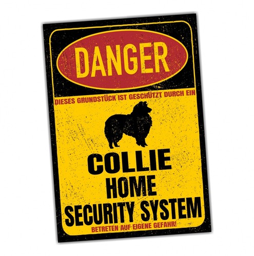 Collie langhaarcollie dog - collie,
