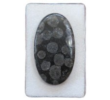 Schwarze Koralle versteinert Cabochon 40,6x23,4 mm 42 ct. Nr. U33642
