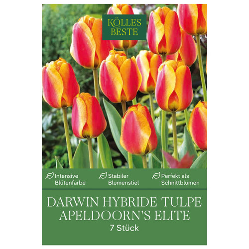 Kölles beste darwin tulpe - beste, darwin-tulpe