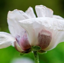 Türkischer Mohn Perry White -