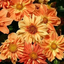 COLLARETTE DAHLIE ’Sunny Reggae' 20 Samen DAHLIA VARIABILIS seeds BAUERNGARTEN