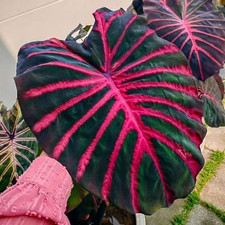 Sale2730 Colocasia Majestie Giant Pink Fensterblatt 2 Samen Zimmerpflanzen