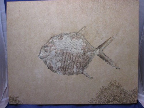 Fossilienprägung fossil - fossilienprägung,