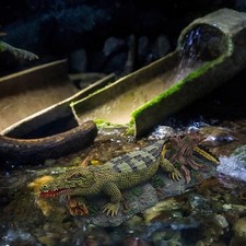Aquarium Krokodil Air Stein