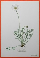 Alpen-Mohn Papaver alpinum