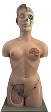 SOMSO Anatomie Torso AS 40–weiblich, Kopf, 13tlg, selten, hochwertig, Lehrmodell