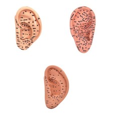 Ohrmodell Reflexzonenmodell