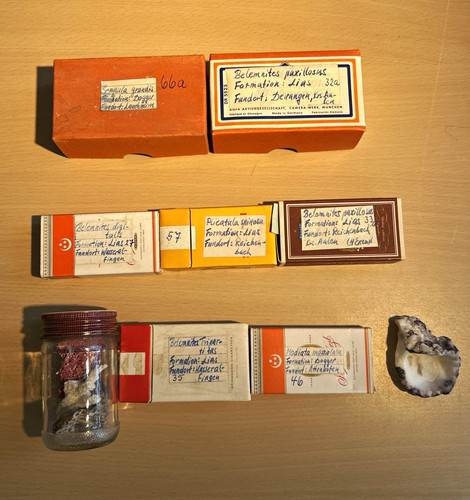 Tierfossilien konvolut - konvolut, in