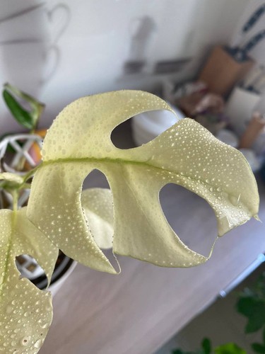 Monstera rhaphidophora - monstera,