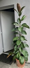 Gummibaum ca. 165cm ohne Kübel