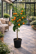 Mandarinenbaum 100-140 cm