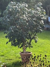 Ficus Benjamini Birkenfeige wunderschön gewachsen