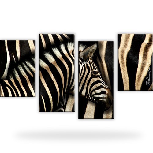 Zebra afrika bild - zebra, &