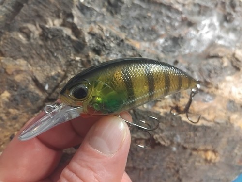 Aew wobbler crankbait barsch - wobbler,