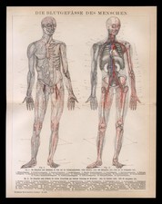 Original Holzschnitt 1896 Anatomie Mensch Blutgefässe Anschaungstafel Lehrtafel