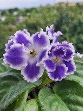 Usambaraveilchen African