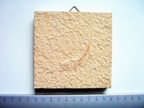 Versteinerter fisch - versteinerter,