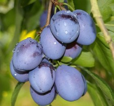 Pflaumenbaum  Jojo (S)