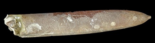Belemnit grube teutonia - -,