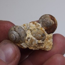 13gr Snail Cepaea Rüssingen