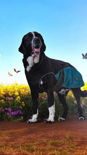 Hunter hundemantel uppsala - hundemantel,